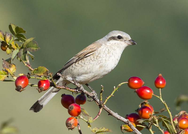 Averla piccola -  Lanius collurio